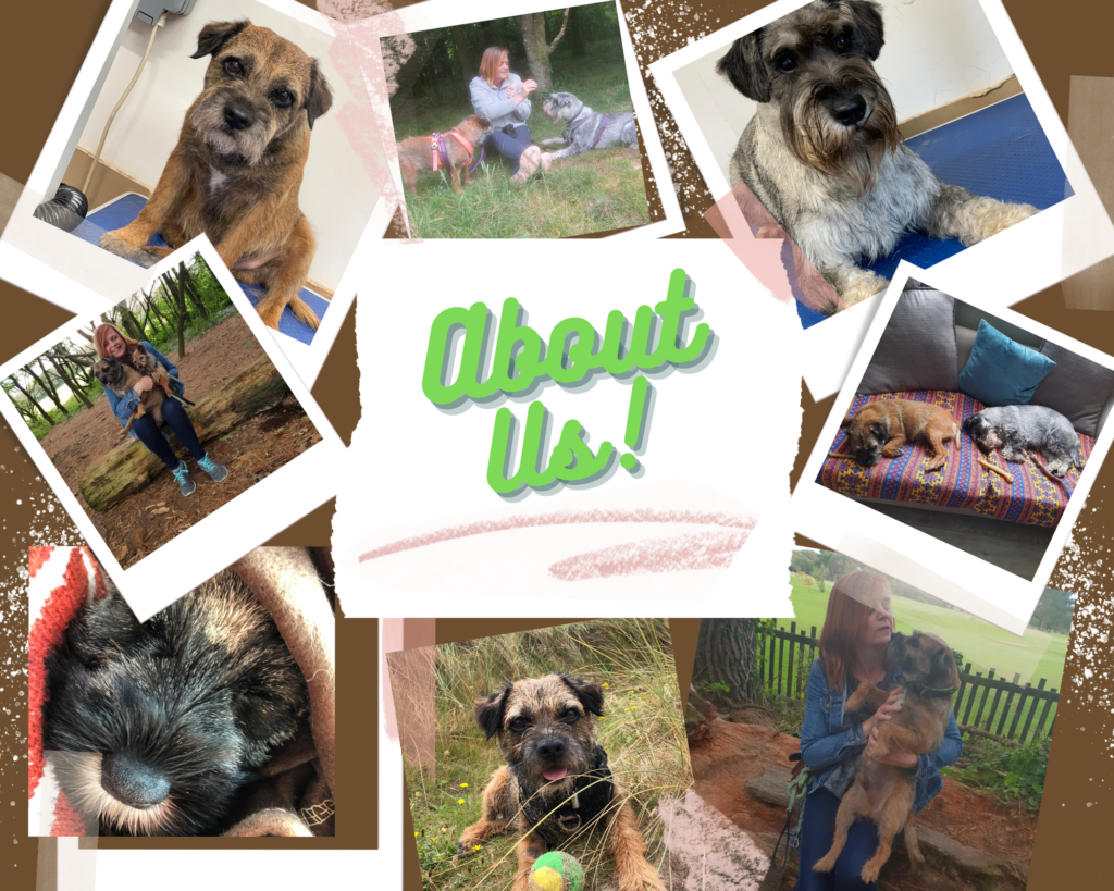 Lillys Hounds provides quality professional dog walking services in the Redruth and Camborne area of Cornwall.