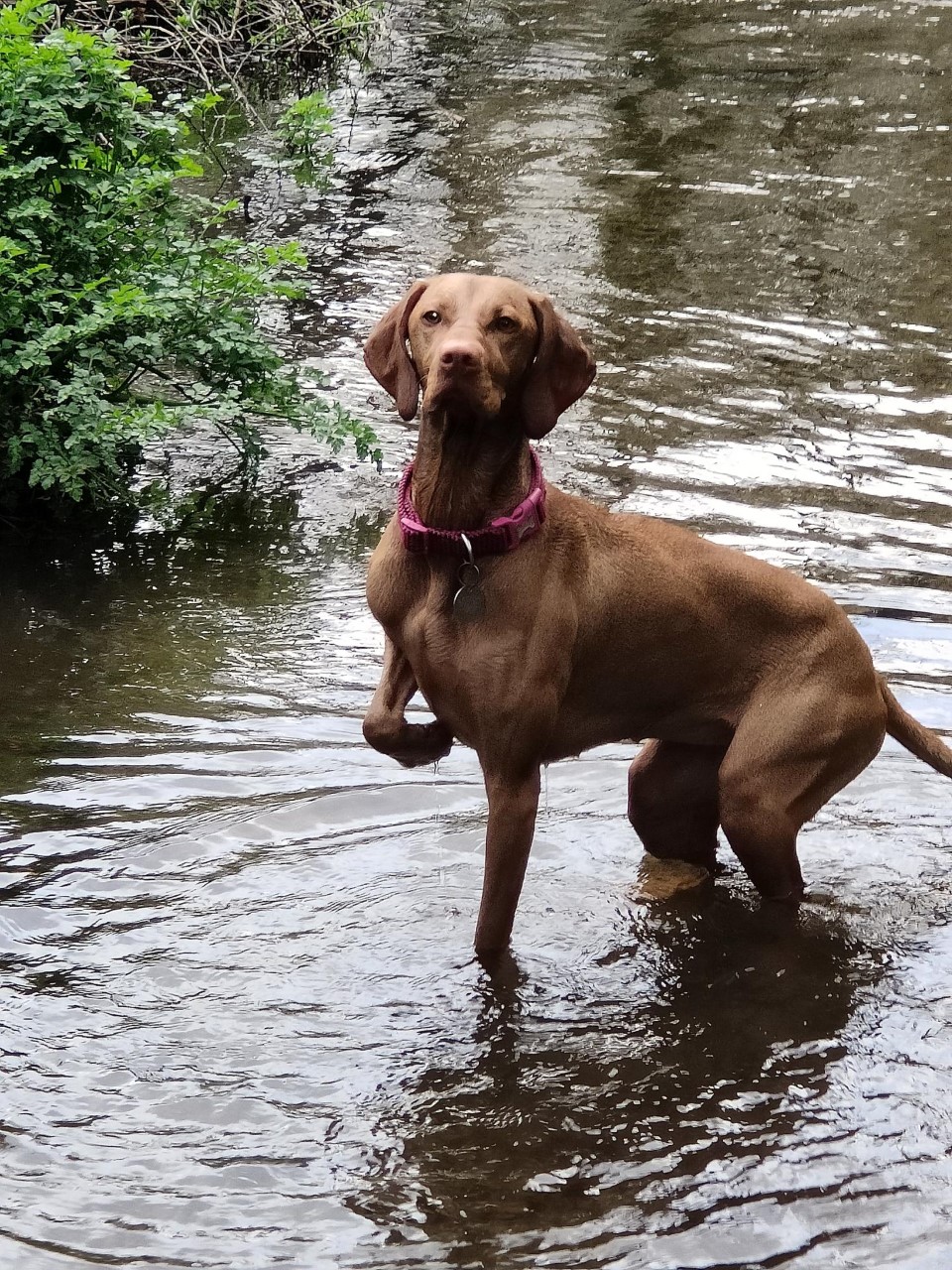 Mabel Water